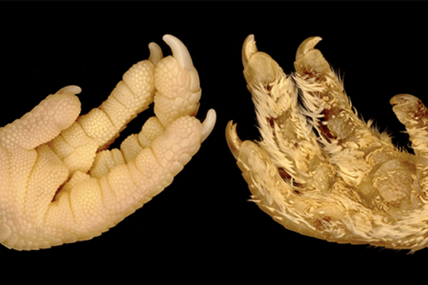 image of a feathered animal limb and a scaled limb