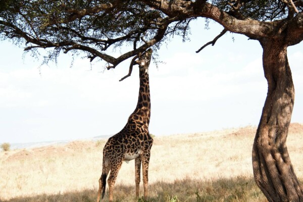 a giraffe standing under a tree in a field