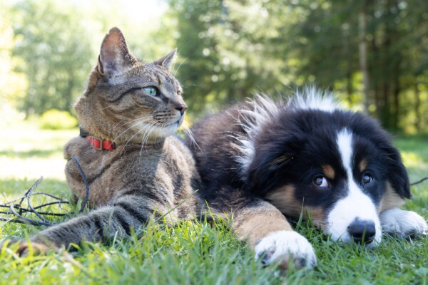 Dog and cat lying outside next to one another