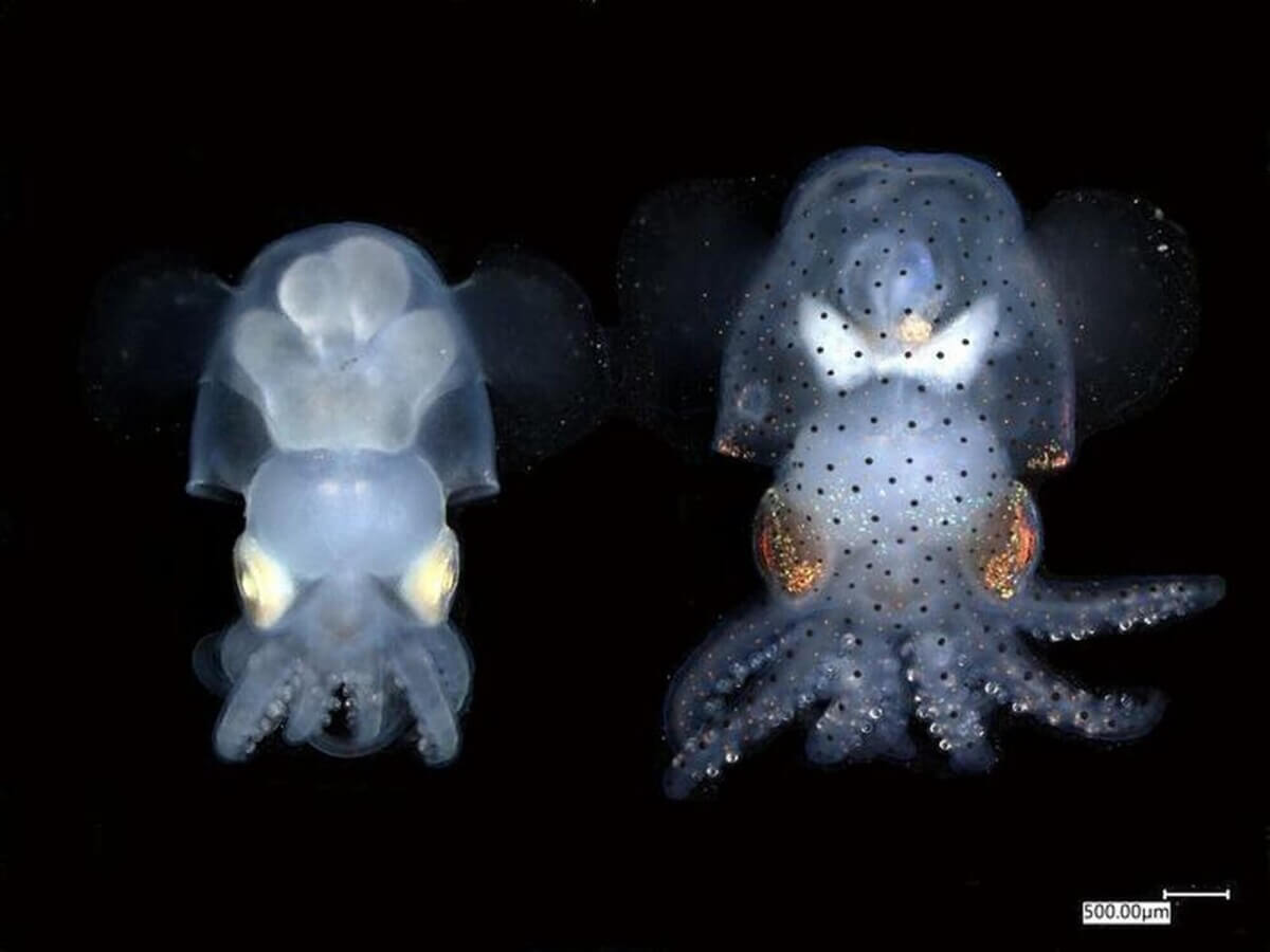 Low-Res_Hummingbird bobtail squid Euprymna berryi - -albino on the left and wild type on the right. Credit Carrie Albertin and MBL Cephalopod Program
