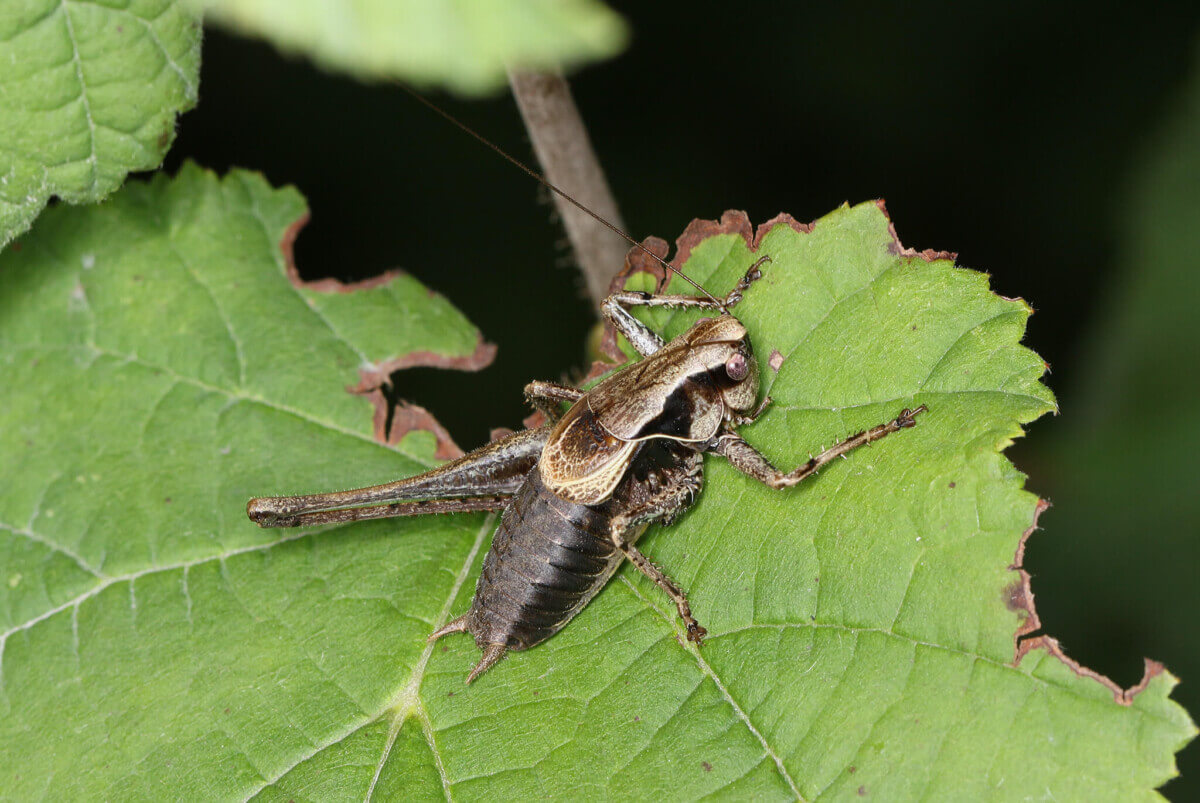 Cricket insect extinction