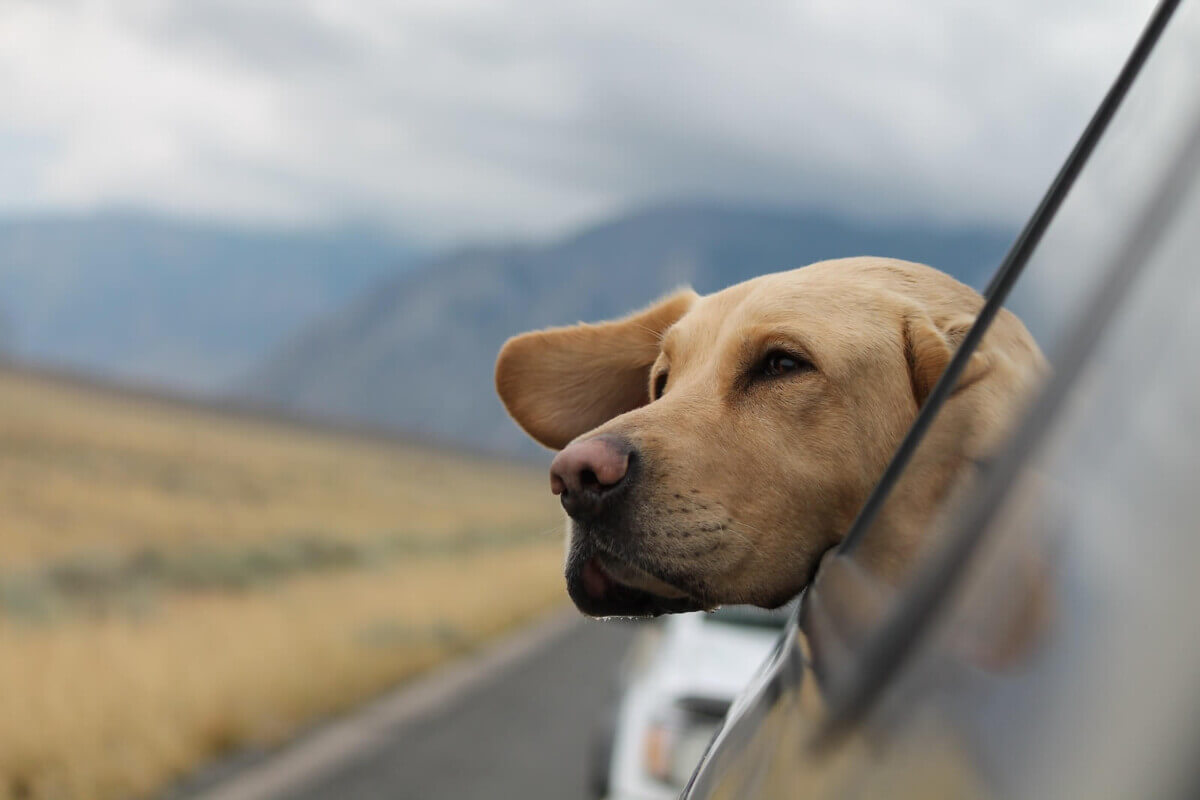 A dog with their head out of the car window
