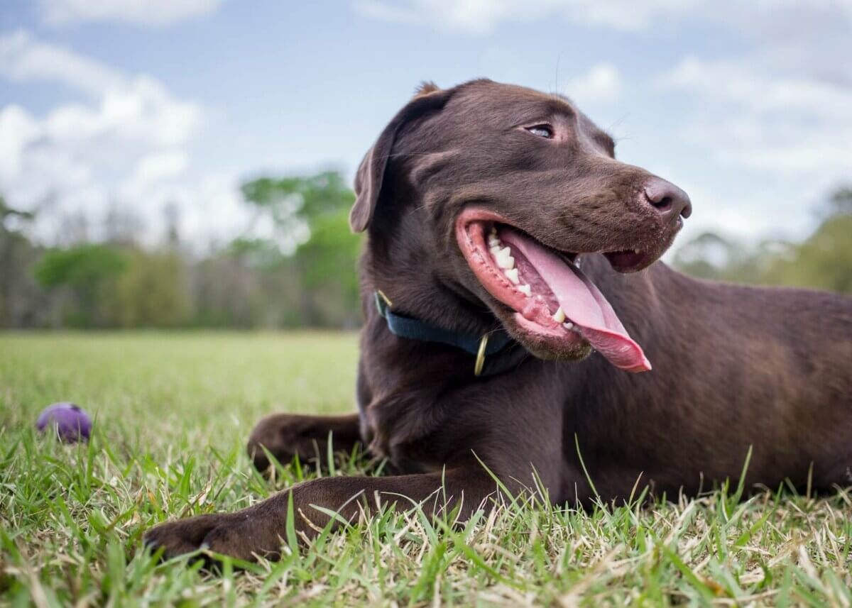 A chocolate lab laying in the grass