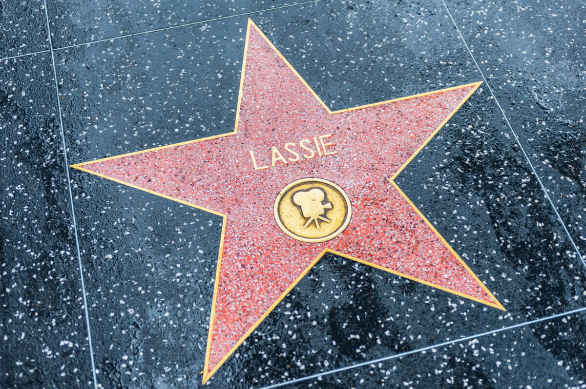 Lassie's star on the Hollywood Walk of Fame