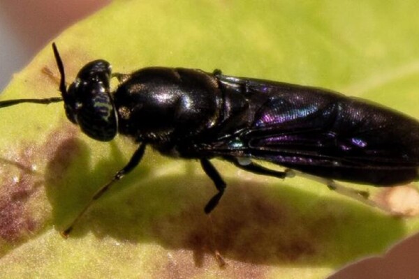 Black fly standing on a light green leaf