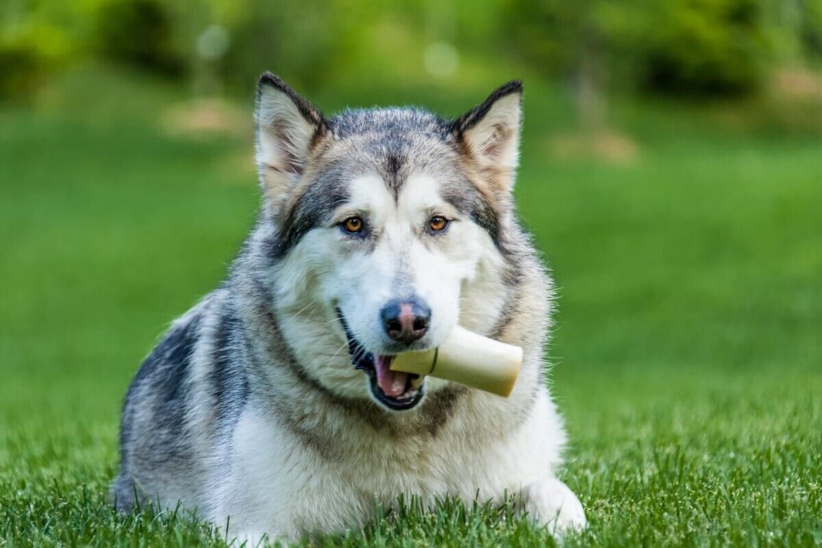 Alaskan Malamute chewing on a bone