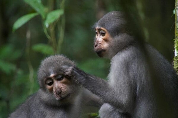 pic of two small black mangabey monkeys sitting on a tree branch surrounded by green leaves