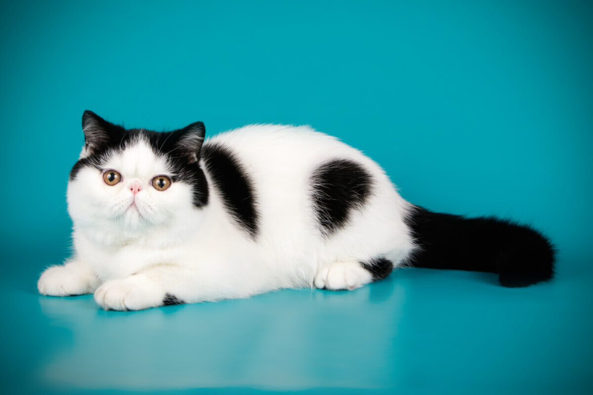 Black and white Exotic Shorthair cat