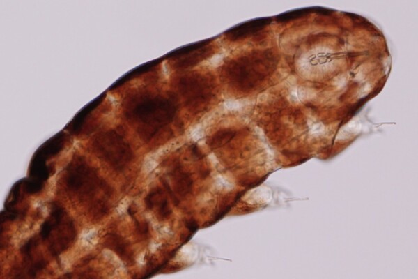 Tardigrade under a microscope