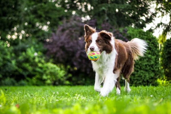 Border Collie running with a ball