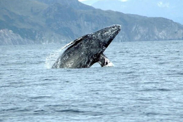 A gray whale breaching.