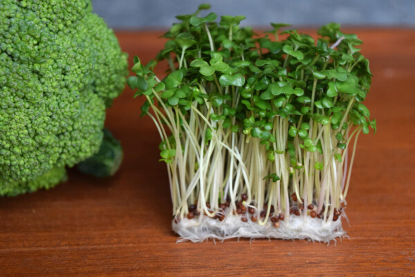 The study revealed that the total polysulfide content of broccoli sprouts was significantly higher than that of mature broccoli