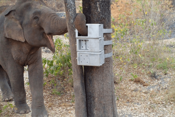 elephant solving a puzzle box