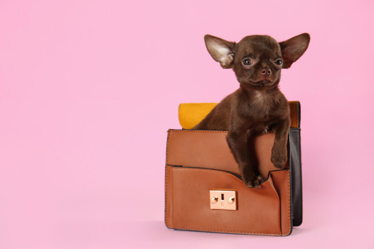 A Chihuahua puppy in a purse
