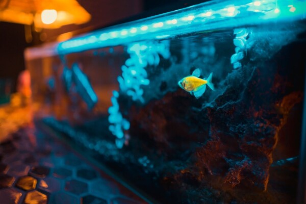 A yellow fish swimming in an aquarium
