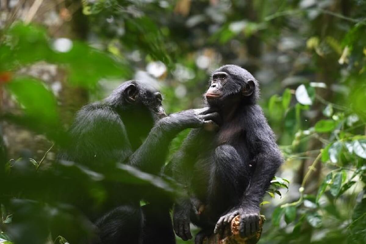 Bonobo cooperation