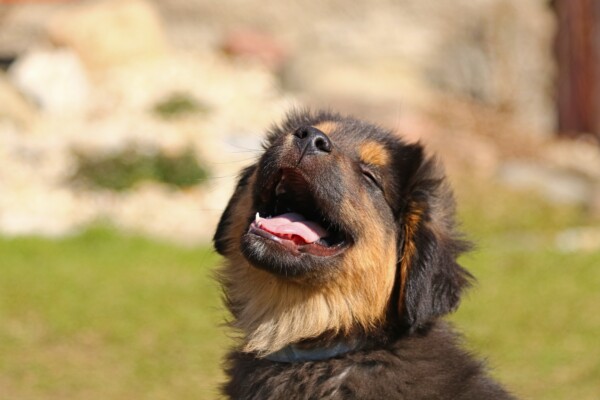 A happy Tibetan Mastiff puppy