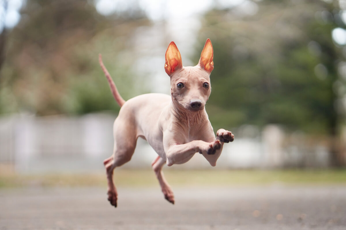 An American Hairless Terrier running