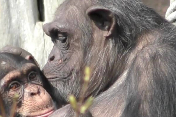 An older ape kissing a younger ape