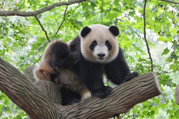 File photo of a panda