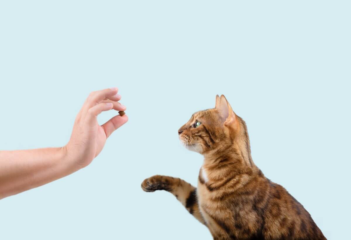Someone giving their cat a treat