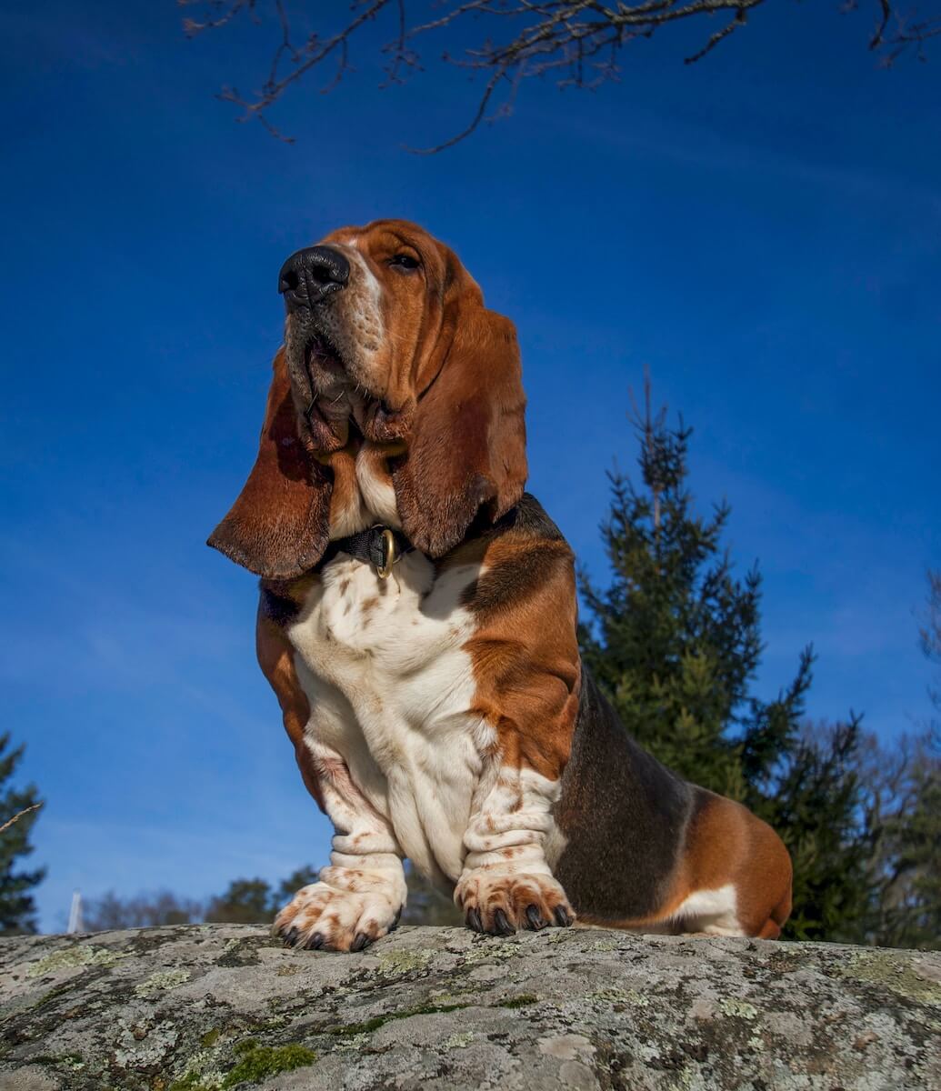 Basset Hound perched on a rock photo by Leni Thalin on Unsplash
