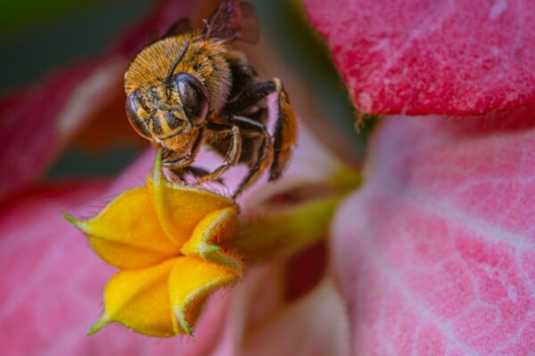 A closeup of a bee on a flower