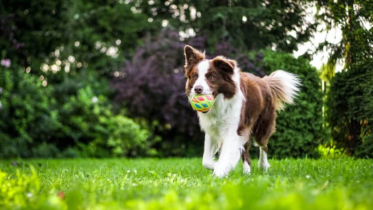 Border Collie running with tennis ball in its mouth.