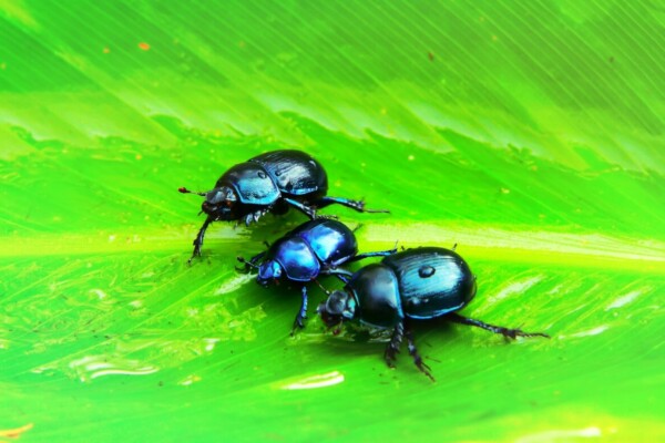 three black beetles on green leaf