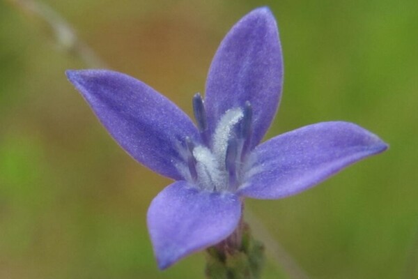 the flower Oldenlandia affinis