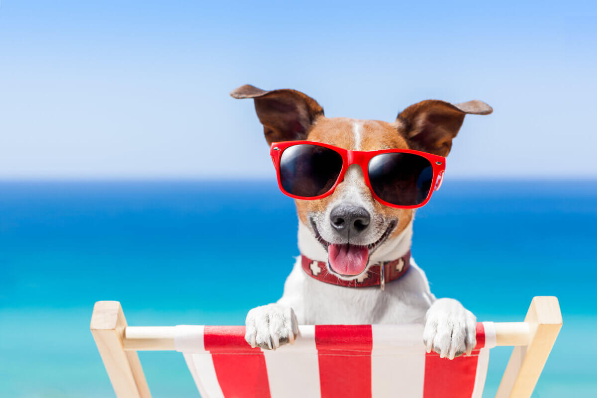 Dog wearing sunglasses in a beach chair