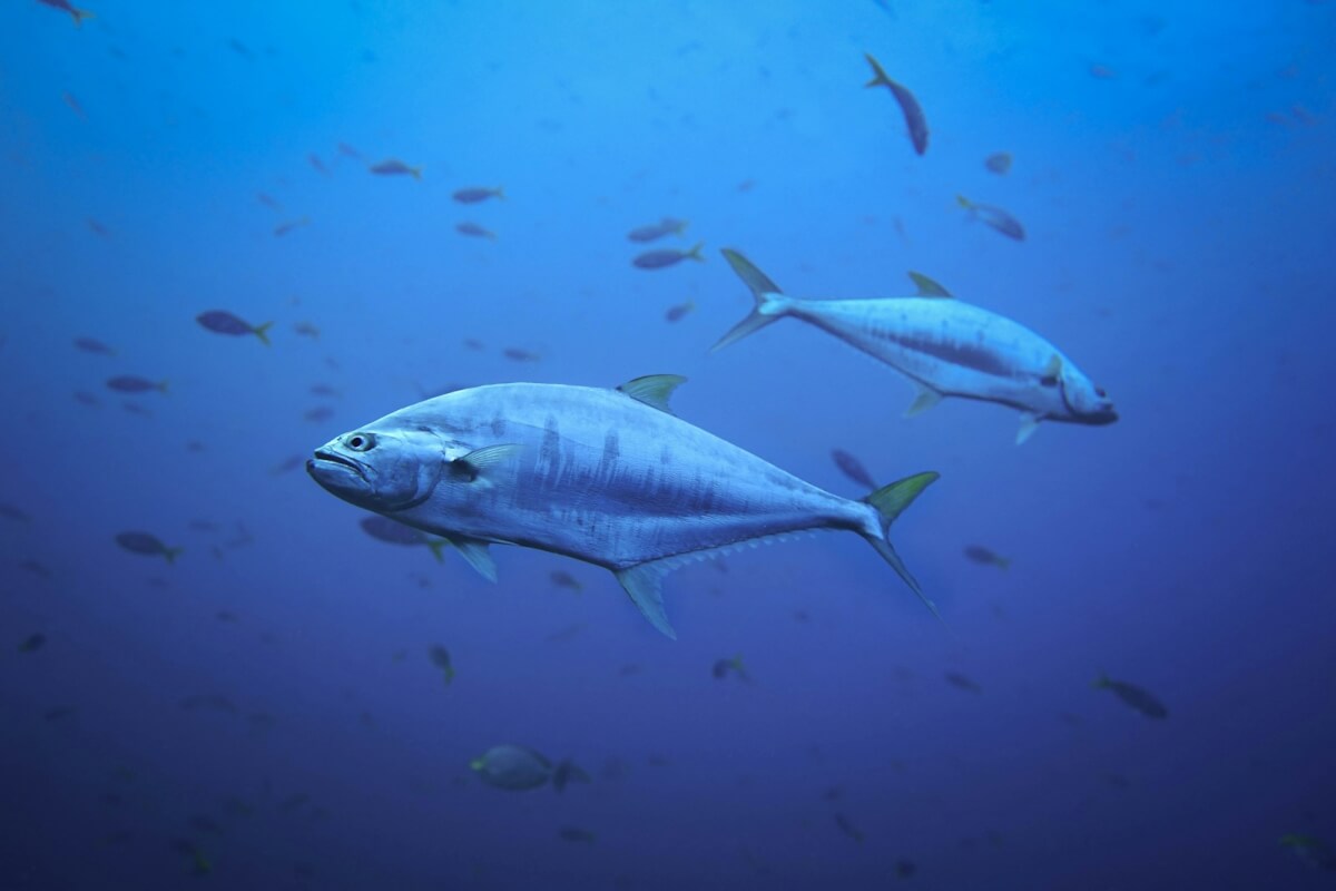 School of tuna and other fish