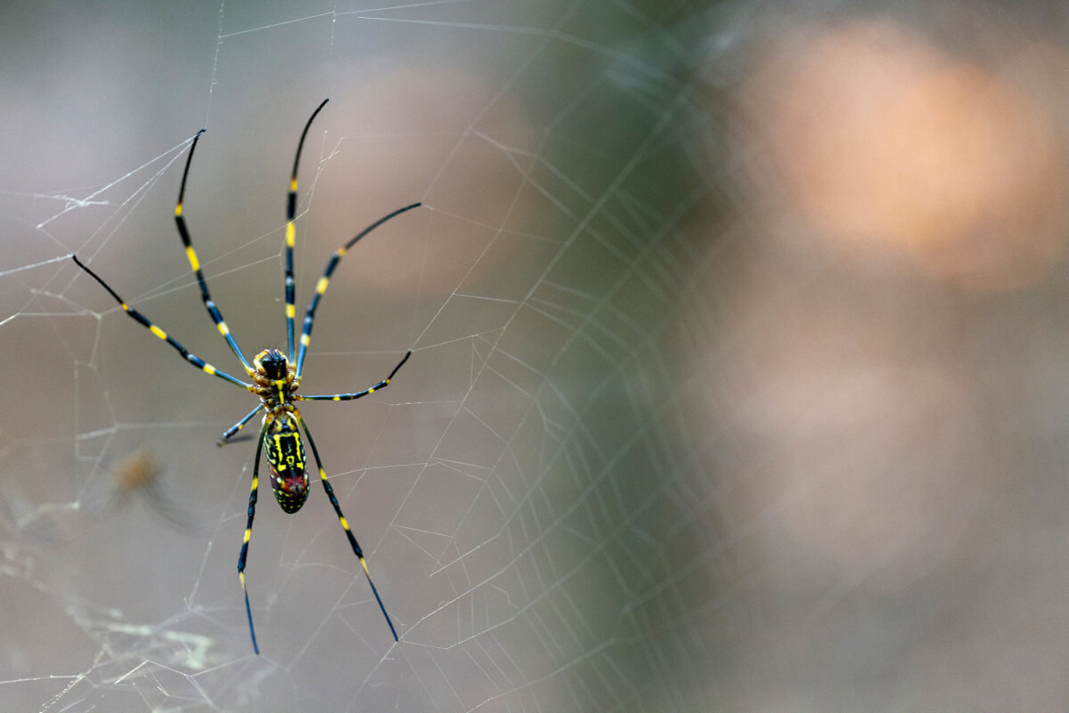 A new UGA study found the invasive Joro spider isn't particularly phased by the vibrations and noise of city living