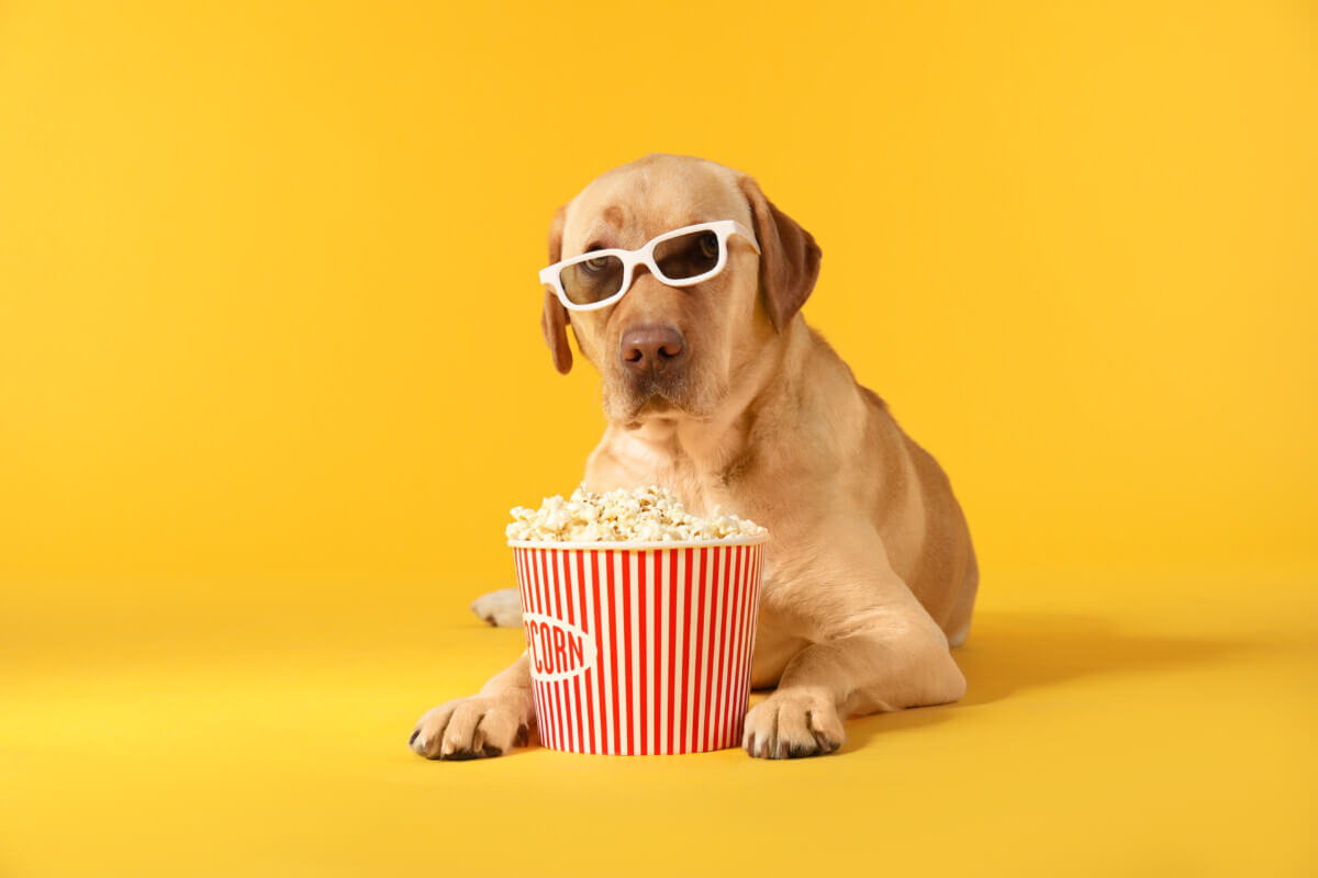 A yellow lab with a bucket of popcorn