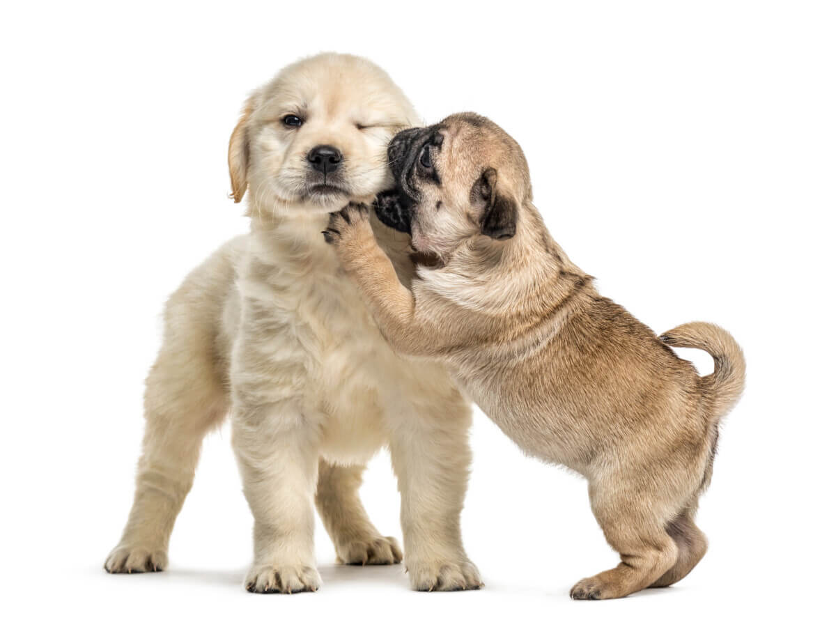 A Golden Retriever and Pug puppy playing