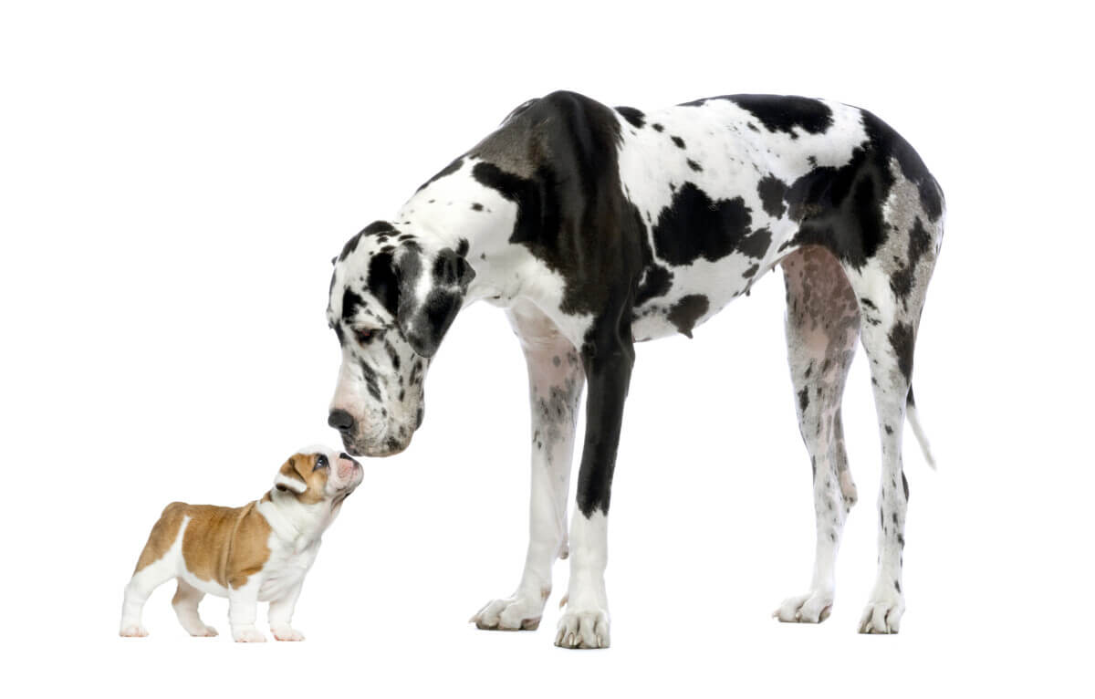 A Great Dane kissing a French Bulldog puppy