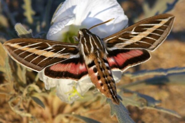 Image showing a white-lined sphinx pollinating a pale evening primrose flower.