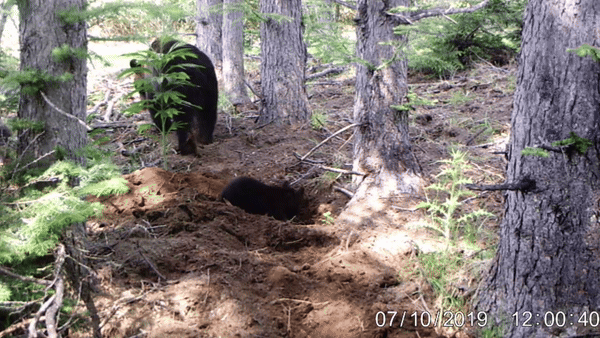 brown bears digging up trees in Japan