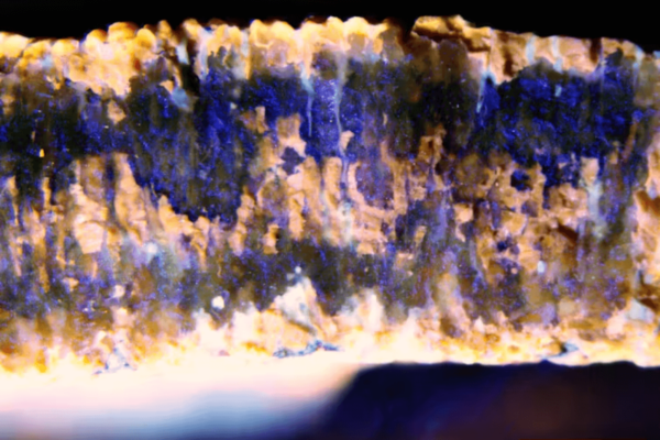 A dinosaur eggshell cross section, as imaged under fluorescence microscopy.