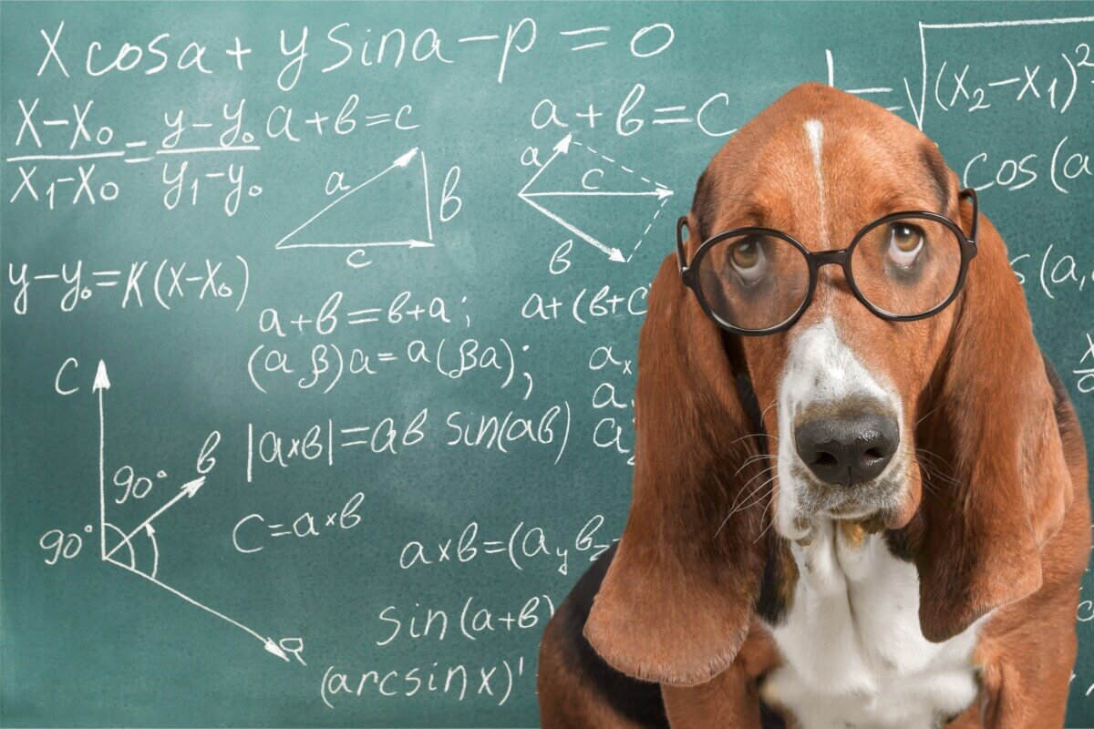 Dog in glasses doing Math