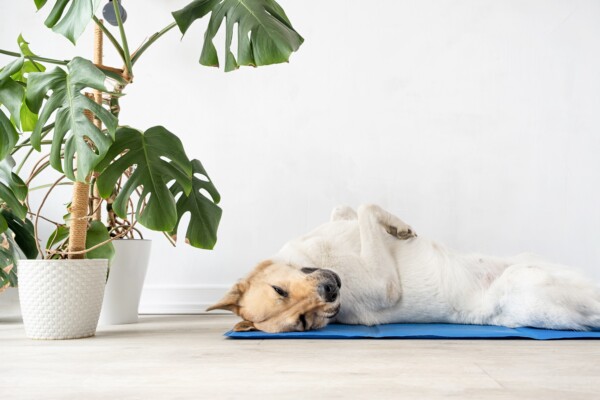 A dog sleeping on a cooling mat
