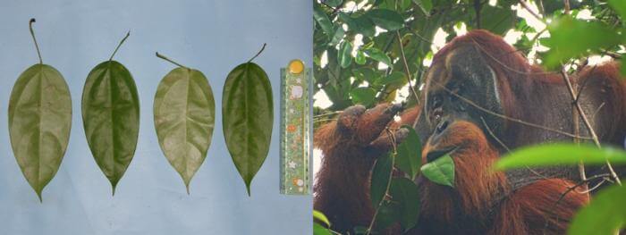 Fibraurea tinctoria leaves and orangutan treating his wounds.