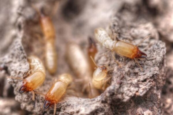 Workers and soldiers of the invasive termite Reticulitermes.