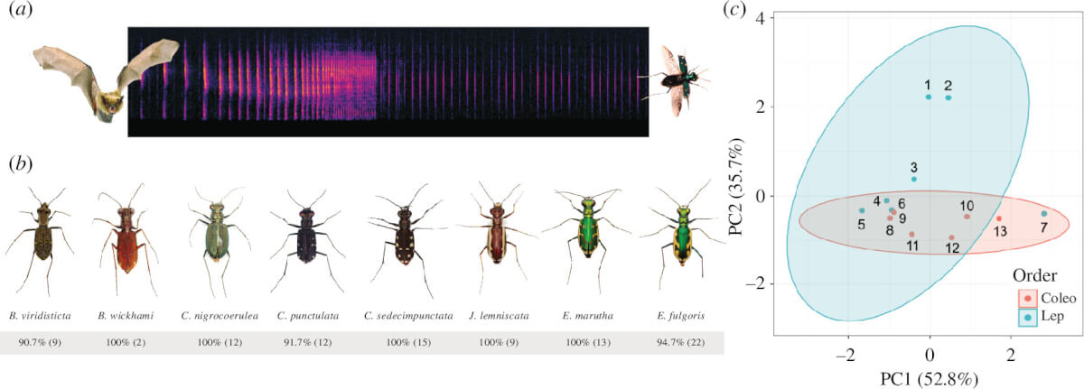 diagram of beetles' sound waves
