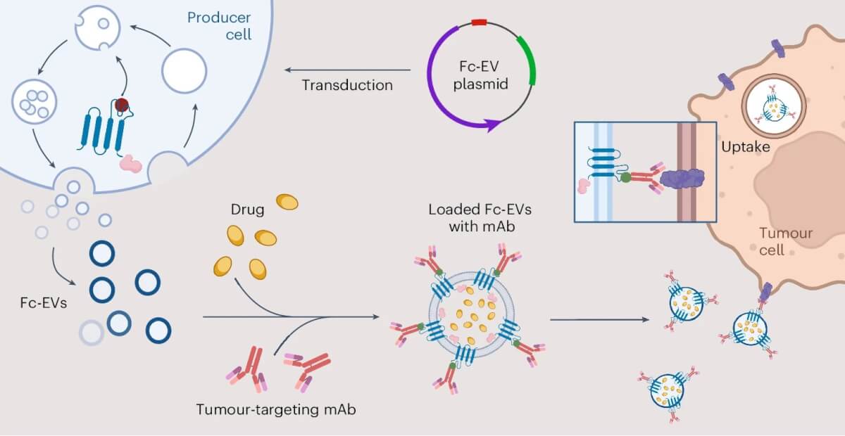Diagram of extracellular vesicles treating cancer