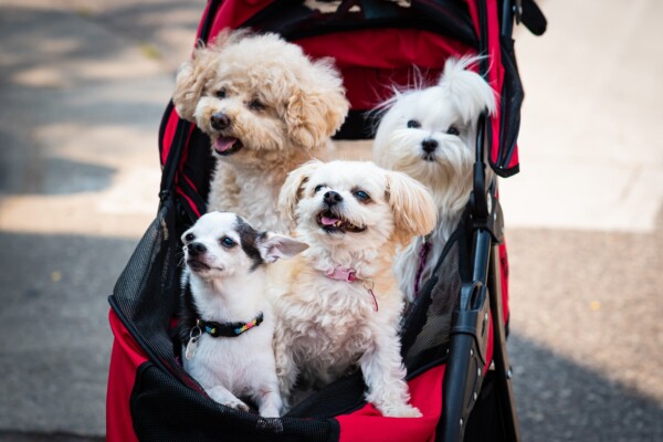 Four dogs in a pet stroller