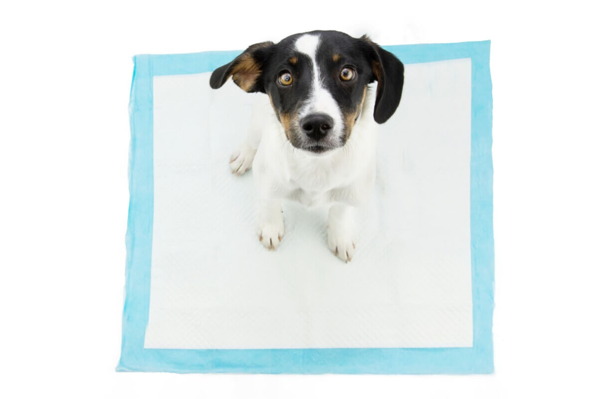 A puppy sitting on a pee pad