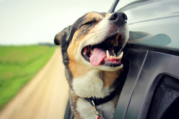 A happy dog hanging out a car window