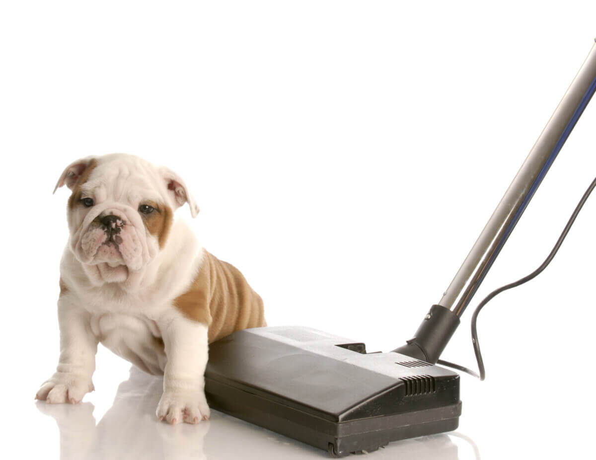 A Bulldog puppy sitting next to a vacuum