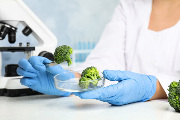 Scientist examining broccoli in the lab